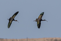 Plegadis falcinellus
