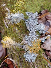 Heterodermia echinata