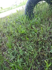 Cerastium holosteoides