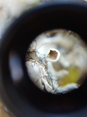 Heterodermia echinata