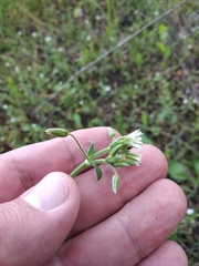 Cerastium holosteoides