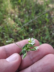 Cerastium holosteoides