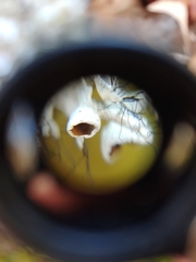 Heterodermia echinata