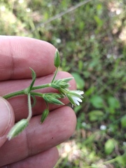 Cerastium holosteoides