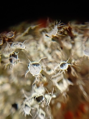 Heterodermia echinata