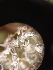 Heterodermia echinata