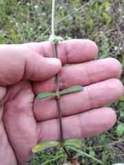 Cerastium holosteoides