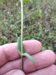 Cerastium holosteoides