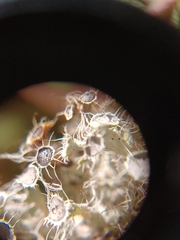 Heterodermia echinata