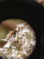 Heterodermia echinata