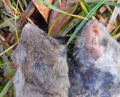 Microtus duodecimcostatus