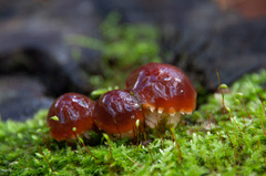 Pholiota lubrica