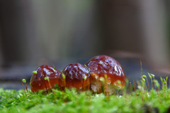 Pholiota lubrica