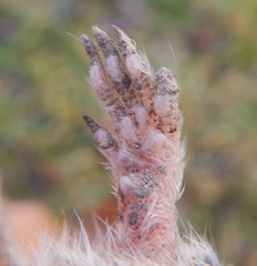 Microtus duodecimcostatus