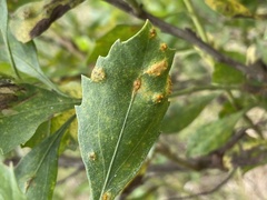 Puccinia evadens