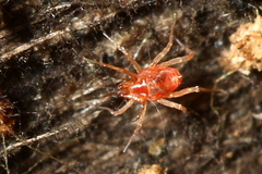Cunaxinae