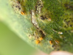 Puccinia evadens