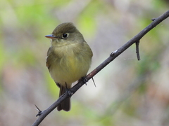 Empidonax difficilis cineritius