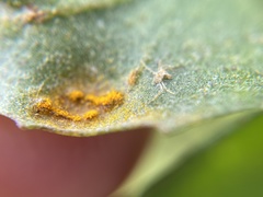 Puccinia evadens