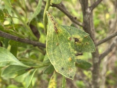 Puccinia evadens