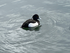 Aythya fuligula