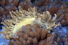 Phyllodesmium parangatum