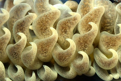 Phyllodesmium parangatum