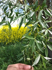 Salix alba