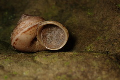 Cyclophorus moellendorffi