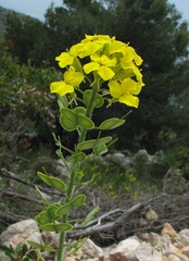 Biscutella cichoriifolia