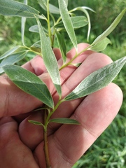 Salix alba