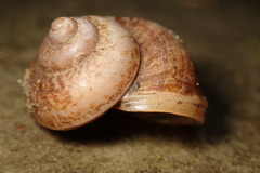 Cyclophorus moellendorffi