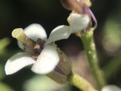 Cardamine cordata