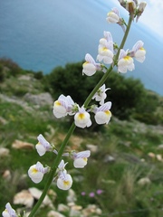 Linaria microsepala