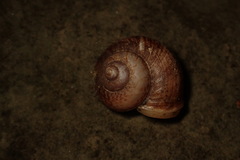 Cyclophorus moellendorffi