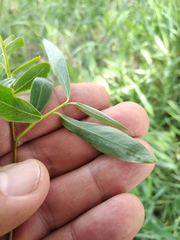 Salix alba