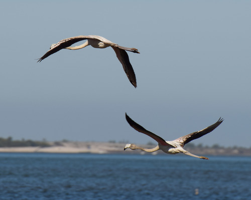 Flamenco común (Phoenicopterus roseus)