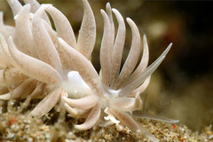 Phyllodesmium parangatum