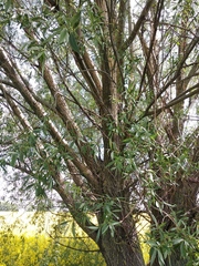Salix alba