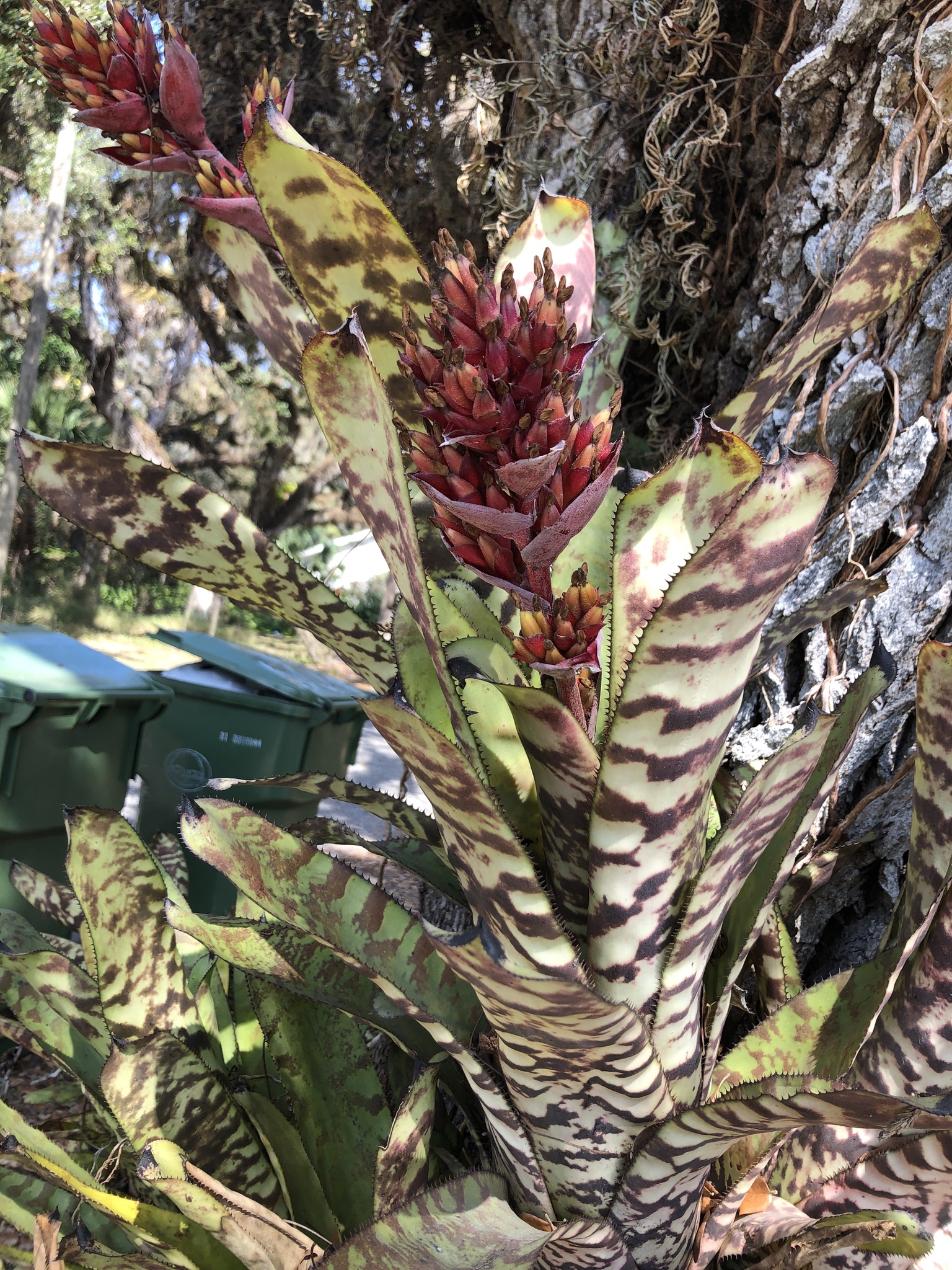 Aechmea orlandiana · iNaturalist