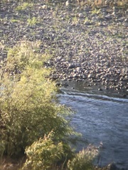 Speculanas specularis