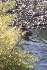 Speculanas specularis