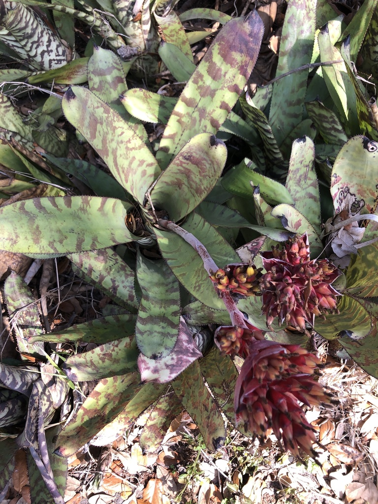 Aechmea orlandiana · iNaturalist
