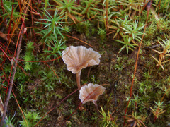 Cotylidia undulata