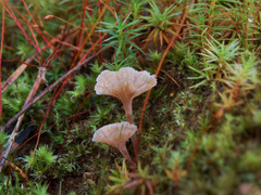 Cotylidia undulata