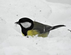 Parus major