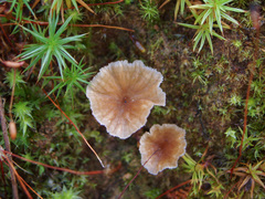 Cotylidia undulata