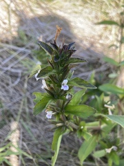 Hygrophila costata