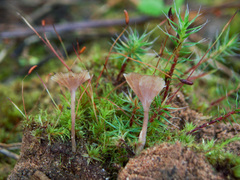 Cotylidia undulata