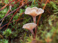 Cotylidia undulata